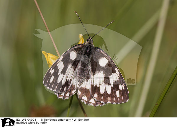 Schachbrettfalter / marbled white butterfly / WS-04024