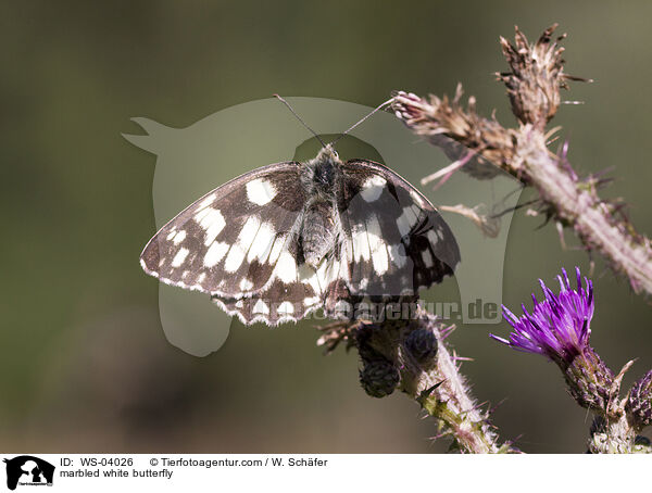 marbled white butterfly / WS-04026