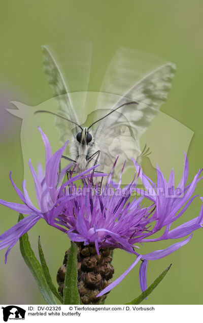 marbled white butterfly / DV-02326