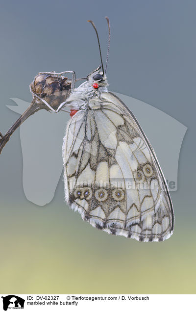 marbled white butterfly / DV-02327
