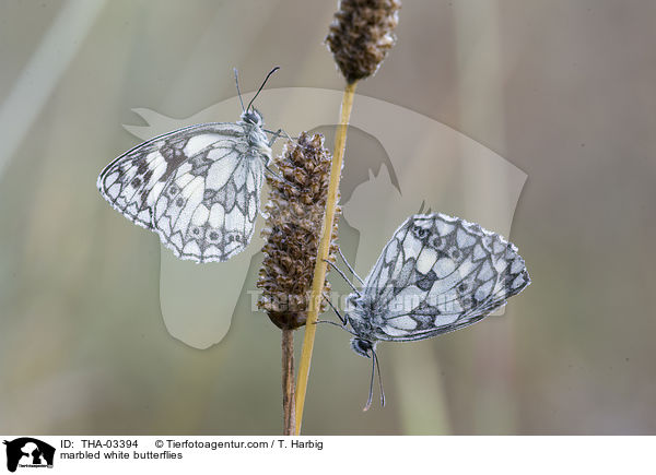 marbled white butterflies / THA-03394