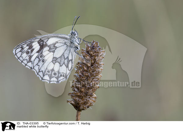 Schachbrettfalter / marbled white butterfly / THA-03395