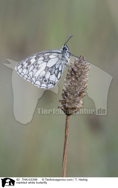 Schachbrettfalter / marbled white butterfly / THA-03396