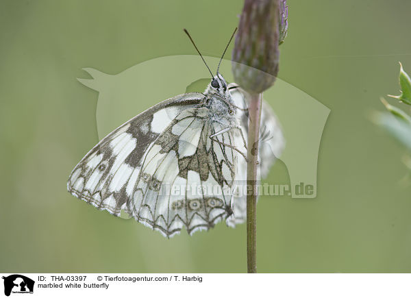 marbled white butterfly / THA-03397