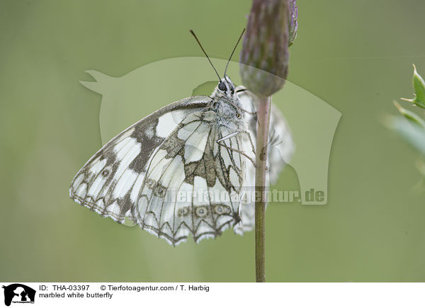 Schachbrettfalter / marbled white butterfly / THA-03397