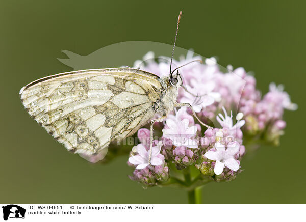 Schachbrettfalter / marbled white butterfly / WS-04651