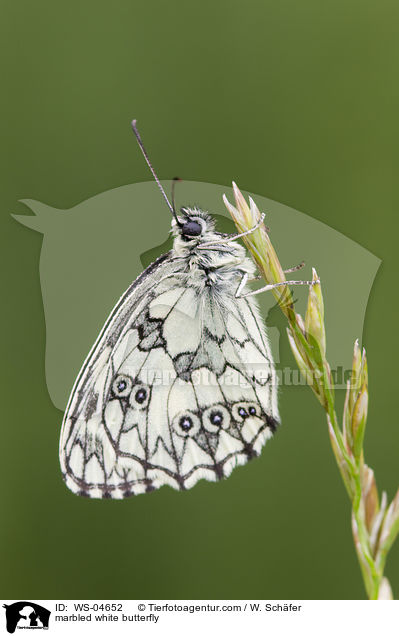 Schachbrettfalter / marbled white butterfly / WS-04652