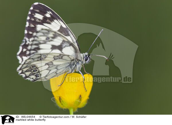 marbled white butterfly / WS-04654