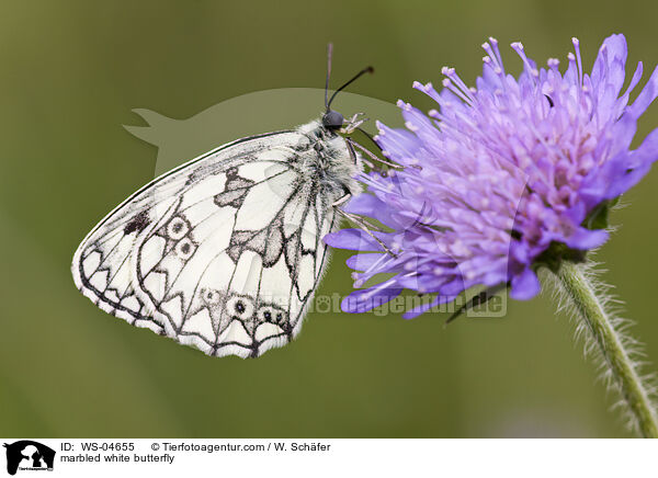 marbled white butterfly / WS-04655