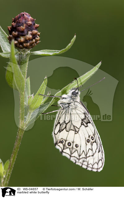 Schachbrettfalter / marbled white butterfly / WS-04657