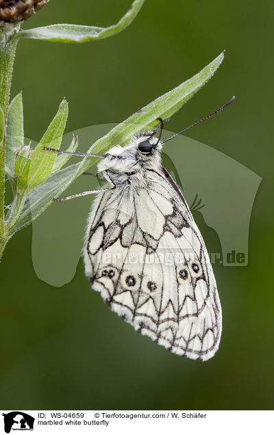 Schachbrettfalter / marbled white butterfly / WS-04659