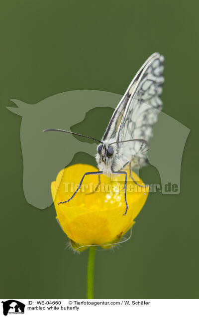 marbled white butterfly / WS-04660