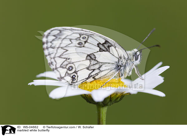 Schachbrettfalter / marbled white butterfly / WS-04662