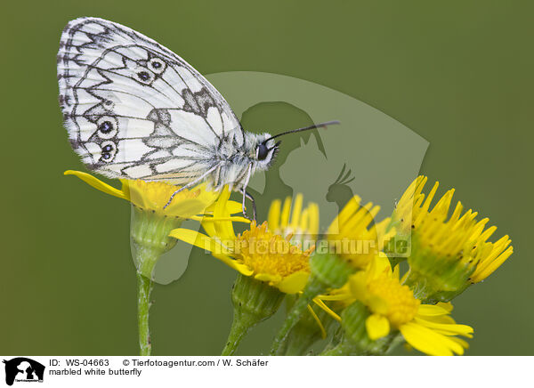 marbled white butterfly / WS-04663