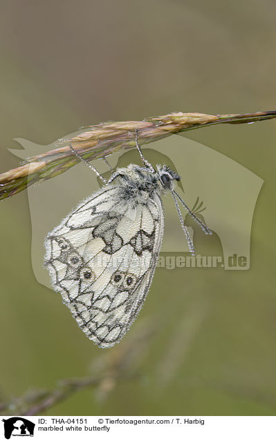 Schachbrettfalter / marbled white butterfly / THA-04151