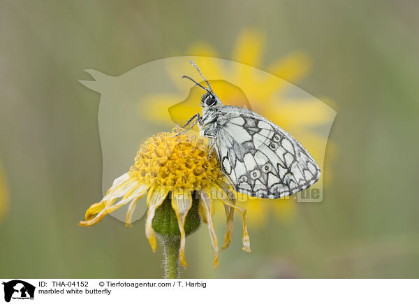 Schachbrettfalter / marbled white butterfly / THA-04152