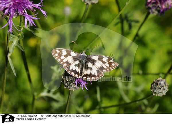 Schachbrettfalter / marbled white butterfly / DMS-06762