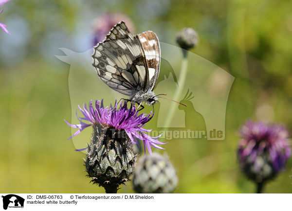 Schachbrettfalter / marbled white butterfly / DMS-06763