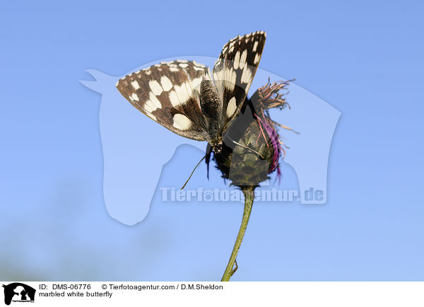 Schachbrettfalter / marbled white butterfly / DMS-06776