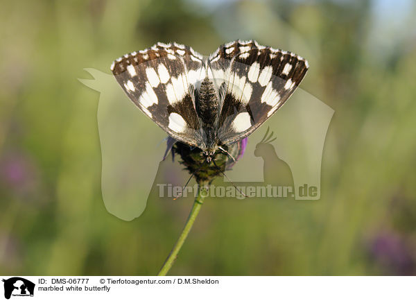 Schachbrettfalter / marbled white butterfly / DMS-06777