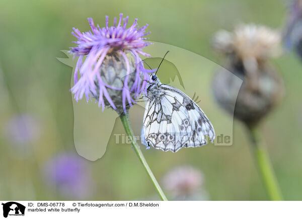 Schachbrettfalter / marbled white butterfly / DMS-06778