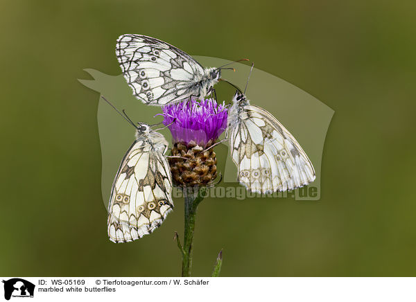 Schachbrettfalter / marbled white butterflies / WS-05169