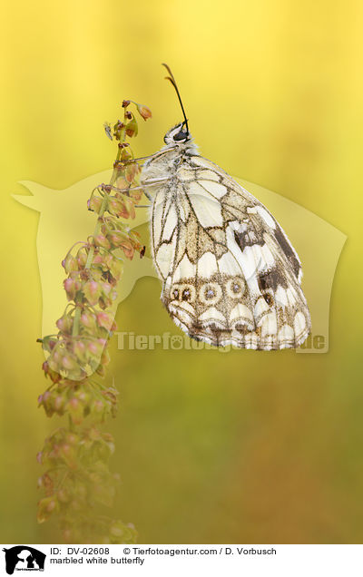 Schachbrettfalter / marbled white butterfly / DV-02608