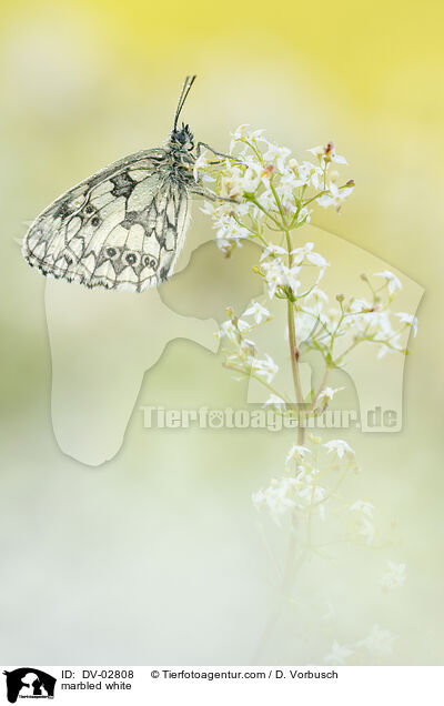 Schachbrettfalter / marbled white / DV-02808