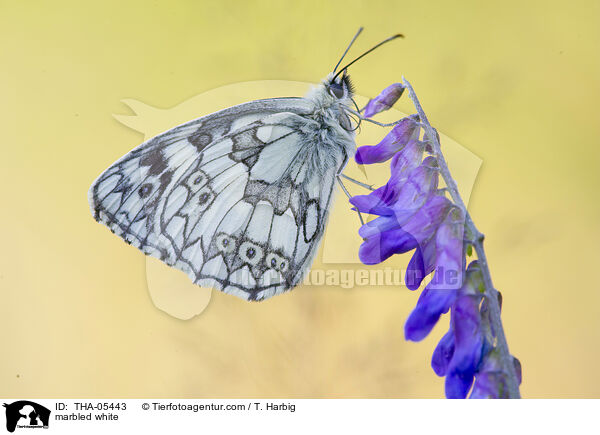 Damenbrett / marbled white / THA-05443