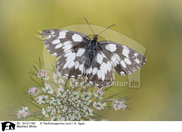 Schachbrettfalter / Marbled White / SI-01180