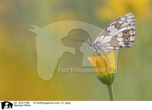 Schachbrettfalter / Marbled White / SI-01186