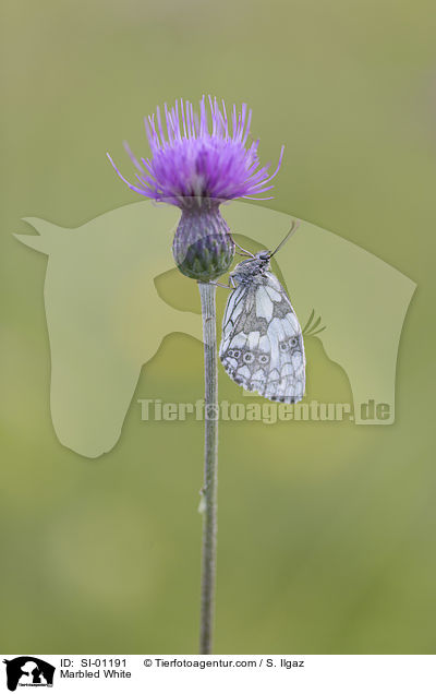 Schachbrettfalter / Marbled White / SI-01191