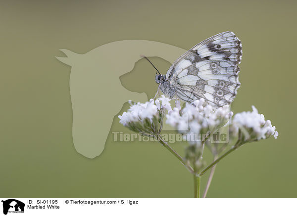 Schachbrettfalter / Marbled White / SI-01195