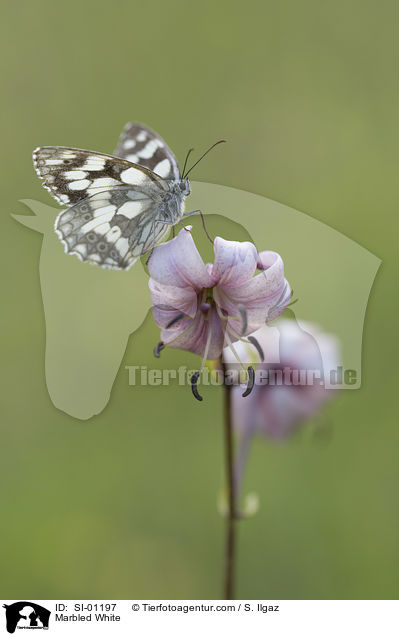 Schachbrettfalter / Marbled White / SI-01197