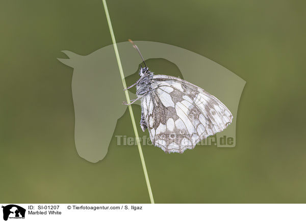 Marbled White / SI-01207