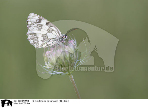 Marbled White / SI-01210