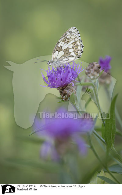 Schachbrettfalter / Marbled White / SI-01214