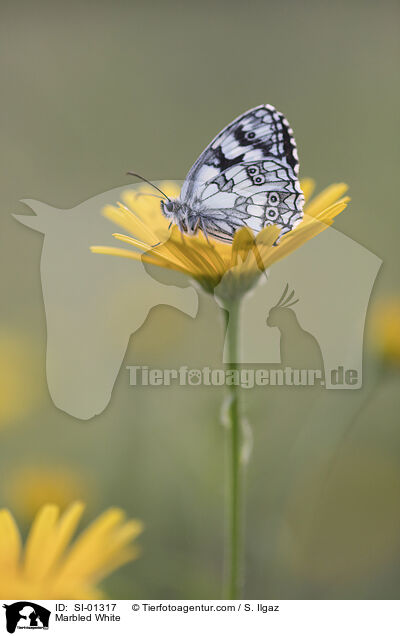 Schachbrettfalter / Marbled White / SI-01317