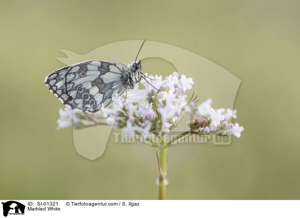 Marbled White / SI-01321