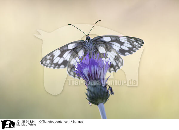 Schachbrettfalter / Marbled White / SI-01324