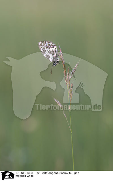 Schachbrettfalter / marbled white / SI-01338