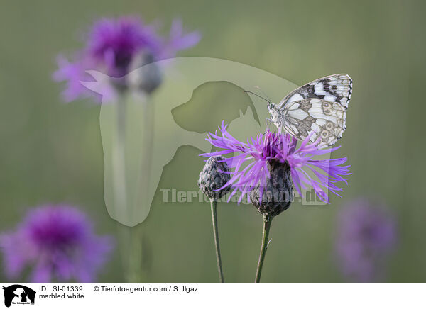 Schachbrettfalter / marbled white / SI-01339