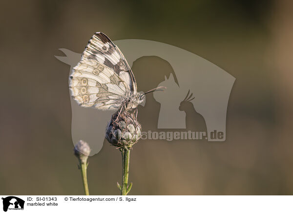 Schachbrettfalter / marbled white / SI-01343