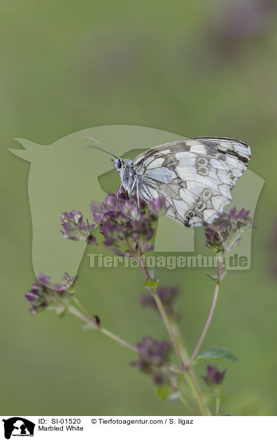 Schachbrettfalter / Marbled White / SI-01520