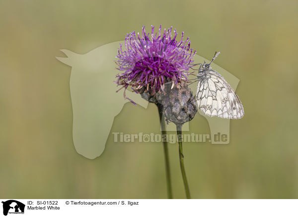Schachbrettfalter / Marbled White / SI-01522