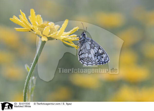 Schachbrettfalter / Marbled White / SI-01530