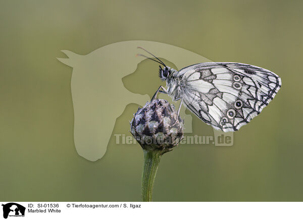 Marbled White / SI-01536
