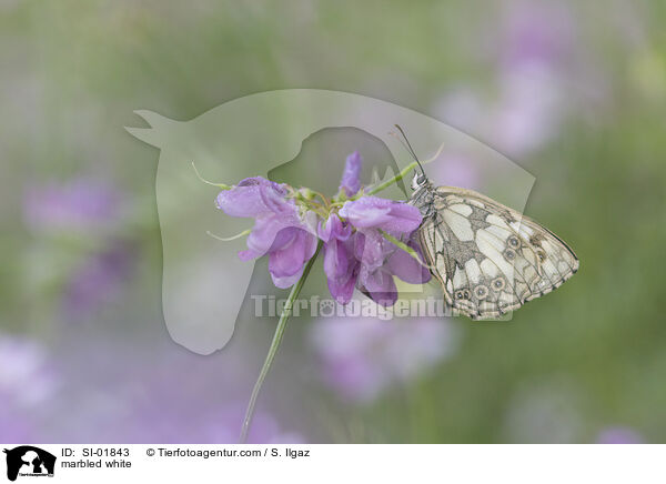 Schachbrettfalter / marbled white / SI-01843