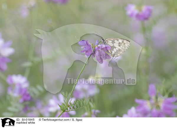 Schachbrettfalter / marbled white / SI-01845