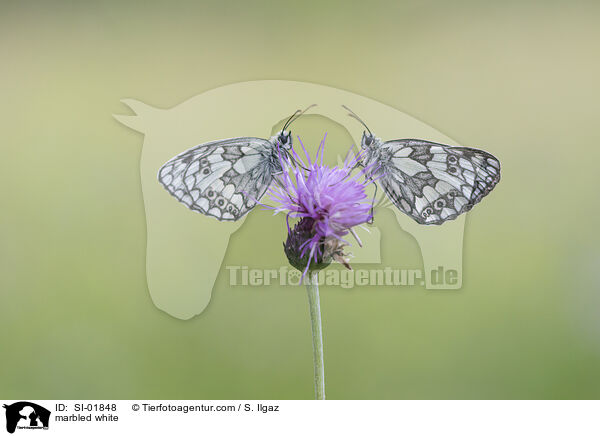 Schachbrettfalter / marbled white / SI-01848